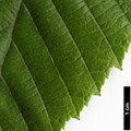 SpeciesSub: subsp. arguta